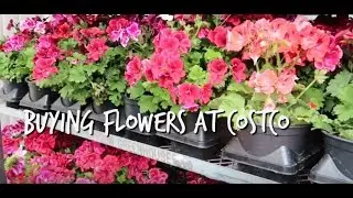 Beli kembang di Costco Canada