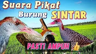 #suara_pikat_Sintar_untuk_siang_Hari ,Durasi panjang, suara jernih dan, terbukti Ampuh. (#berburu)