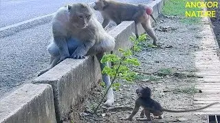 Baby Lola talking her arm situation to Tomson, Monkey Tomson and baby Lola, Baby Lola arm