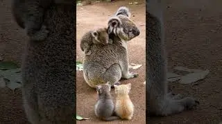 Mind-Blowing Animal Facts Nobody Knows | #shorts #tamil #tamilvoiceover #twinfacts