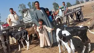 حقيقي اللي احنا بنسمعه ده اسعار العجول بسعر المعيز معقول عجل ب 4500 😲😲