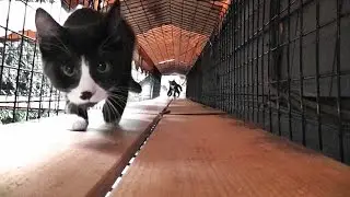 Cat Door Training With Cute Kittens Roodi & Cupcake