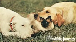The Incredible Journey 1963 Disney Film | Emile Genest, John Drainie, Sandra Scott | Movie Review