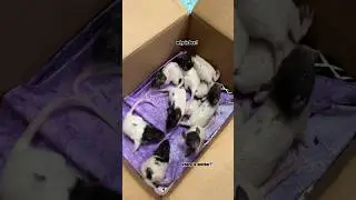 Младенцы в замешательстве