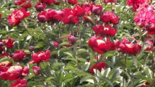 Don Richardson | R2 Flowers | Peonies