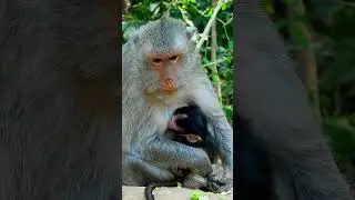 Congratulation! Jade gives a birth newborn baby is girl cute and healthy named Jada.