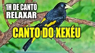 Relaxe ouvindo o Canto do Xexéu 1 hora de Canto