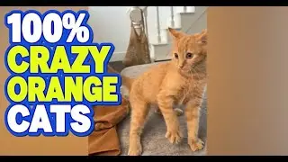 Why Orange Cats Are The Funniest A Playful Compilation