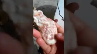 I found shells at florida