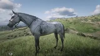 Red Dead Redemption 2 - Free roam catching and riding the Thoroughbred Dapple Grey