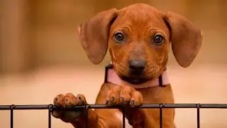 60 Seconds Of Cute Rhodesian Ridgeback Puppies!