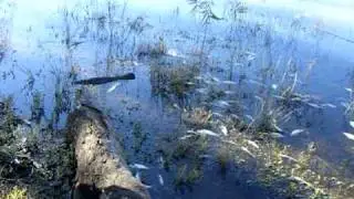 Lake Curlew Fish Kill