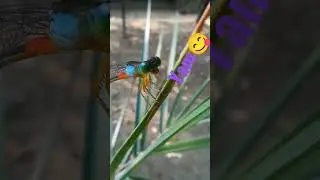 😅What is she asking for?!😅 #dragonfly #damselfly #shorts