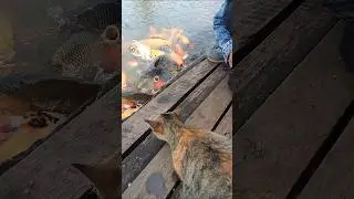 si belang minta jatah #catshorts #cat #funny