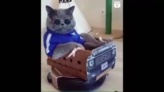 Cool Gangster Cat Cruising #Cool #Gangster  #Cruising #Cat #Car