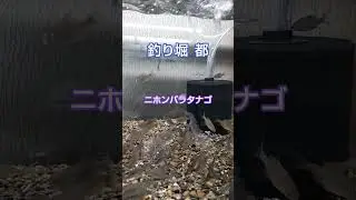 タナゴ紹介
