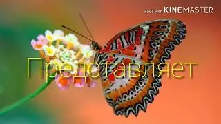 ✨Magic Doll ✨ 🐯Новости🐯 👻СМОТРЕТЬ ВСЕМ👻