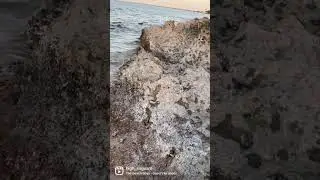 What are Chitons?