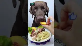 I Fed My Dog Human Food for all the time 🕒🐶