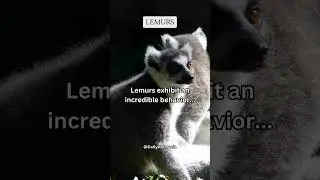 Lemurs exhibit an incredible behavior    #subscribe #share #shorts
