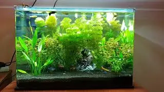 Planted Aquarium in Kerala