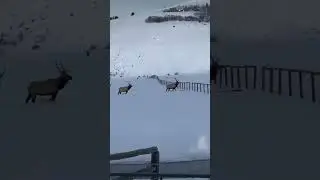 Reindeer Attempts to Demolish Fence in Order to Cross to Other Side - 1415722