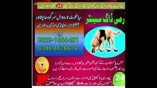 Army dog centre mandi bawali