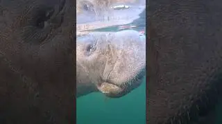 Это не гламурно, но оно того СТОИТ! Говорят, это единственное место в мире, где можно поплавать с...
