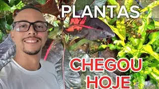 Mudas de CRÓTON e  plantas que chegaram e variedades exuberantes Raras para seu #jardim