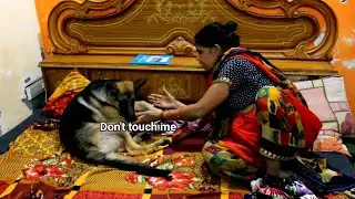 German shepherd puppy does not allow my mom to touch her