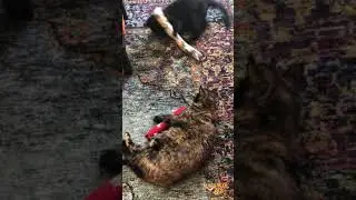 The Original KittyKickStix - 15