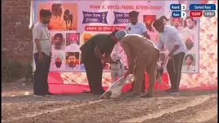 Greyhound dog racing punjab ( turbo ) jassi shahpur