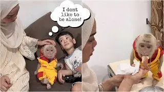 Mommy was confused when she saw Baby Monkey Alpha not wanting to be left alone in the room