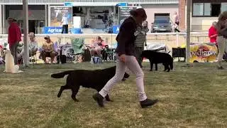 Welsh Kennel Club Championship Show - Aug 25