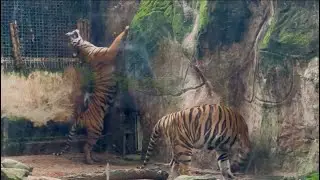 This OLDEST ZOO in Saigon will AMAZE you!