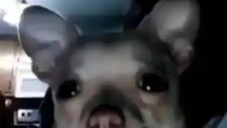 G i l b e r t