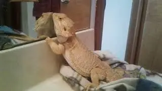 Puff the bearded.magic Dragon
