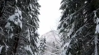 Walking Through Pine Trees In Winter Stock Video
