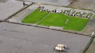DJI Mini 5 Pro | మట్టి వాసనతో మొదలైనతెలంగాణ పొలాల్లో నారుమళ్ల వేయడం 🌱🌾🚁
