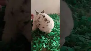 3 color baby #video #bunny #rabbiteating #cute #bunny #rabbitfood #cuterabbiteating #rabbit #shorts