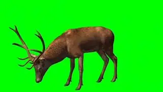 a dear green screen (1)
