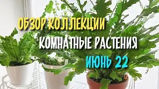 Комнатные растения, обзор коллекции 24.06.2022