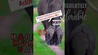 Mom Elephant Care for Adorable Babies😱🔥 | Happy Mother&rsquo;s Day❤️ #shorts #youtubeshorts #viral #love