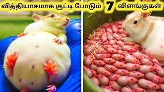 குட்டி போடும் விலங்குகள் || Seven Amazing Animals Giving Birth || Tamil Info Share