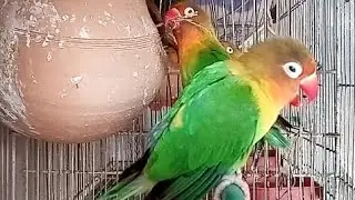 cute lovebirds | cute birds | beautiful birds | beautiful lovebirds 