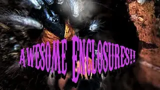 Rehousing TARANTULAS into new enclosures from HERPCULT!