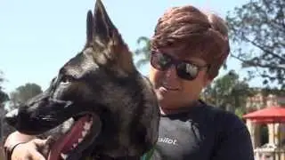 Pushy Puppy! Amazing German Shepherd dog pushes wheelchair!