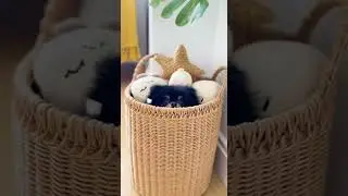 hilarious dog vs home owner  🤣🤣 🤣🤣 🤣🤣