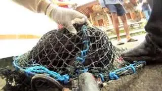 Rabies in Bali