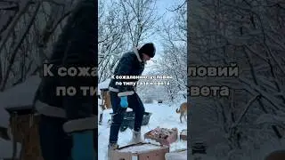 🆘 #помощьживотным #приют #dogshelter #собака #helpanimals #charity #благотворительность #dog #help